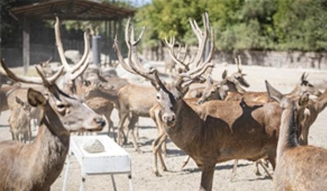 İyileşen kızıl geyik Paşa yeni yuvasında
