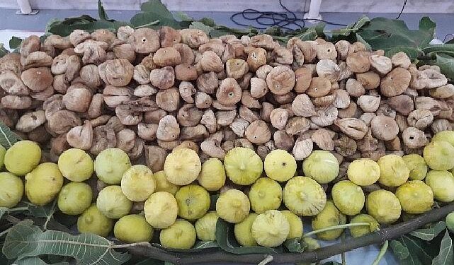 Kuru incirin ihracat yolculuğu 15 Ekim’de başlayacak