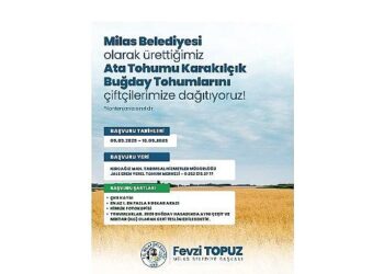 Milas Belediyesi’nden Üreticilere Karakılçık Buğday Tohumu Desteği