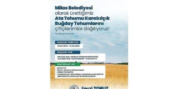 Milas Belediyesi’nden Üreticilere Karakılçık Buğday Tohumu Desteği