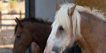 Pako’da bakılan binek hayvanlar sahiplendiriliyor