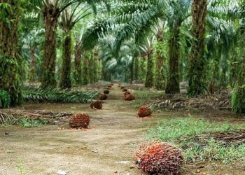 Sürdürülebilir Palm Yağı “Az Alanda Çok Üretim” Yaklaşımıyla Çevreci Bir Çözüm Sunuyor