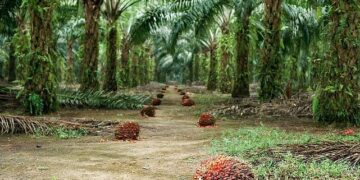 Sürdürülebilir Palm Yağı “Az Alanda Çok Üretim” Yaklaşımıyla Çevreci Bir Çözüm Sunuyor