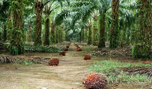 Sürdürülebilir Palm Yağı “Az Alanda Çok Üretim” Yaklaşımıyla Çevreci Bir Çözüm Sunuyor