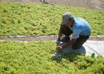 Türkiye, çekirdeksiz kuru üzümde 2024/25 sezonunu enlerde yaşadı