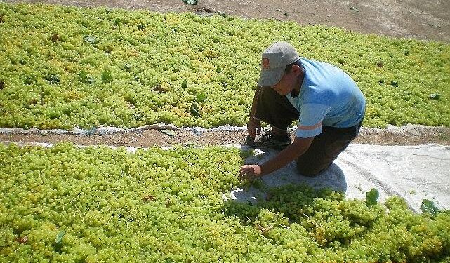 Türkiye, çekirdeksiz kuru üzümde 2024/25 sezonunu enlerde yaşadı