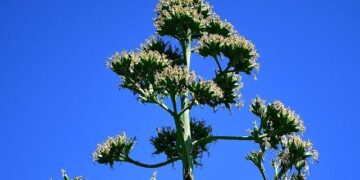 UNESCO Listesindeki Agave Bitkisi Beylikdüzü’nde Çiçek Açtı