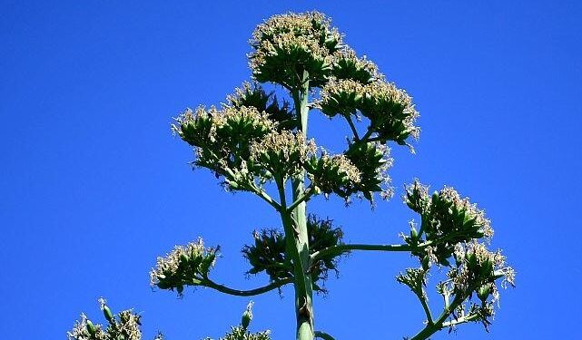 UNESCO Listesindeki Agave Bitkisi Beylikdüzü’nde Çiçek Açtı