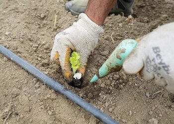 Yaşam Bahçesi’nde kışlık fideler toprakla buluştu