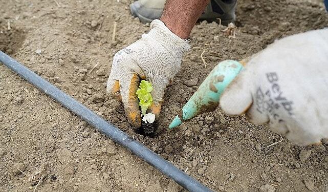 Yaşam Bahçesi’nde kışlık fideler toprakla buluştu