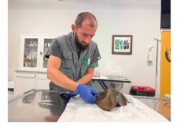 Yorgun ördeğin yardımına Büyükşehir yetişti