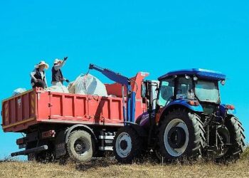 1.140 dekarlık alanda biberiye zamanı