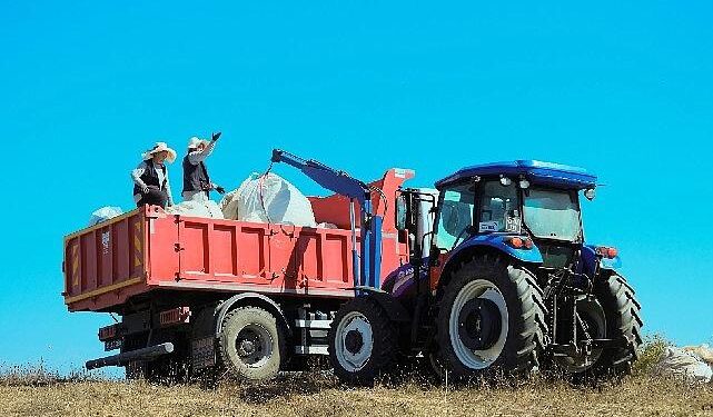 1.140 dekarlık alanda biberiye zamanı