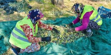 Burhaniye’de Zeytin Hasadı Başladı