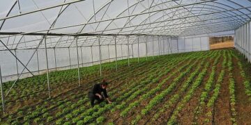 Büyükşehir’den çiftçilere modern sera desteği