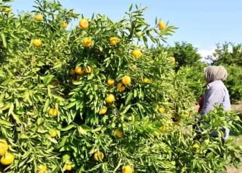 Mandalina tarlada tek haneye düştü, marketten 70 liraya alıyoruz