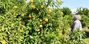 Mandalina tarlada tek haneye düştü, marketten 70 liraya alıyoruz