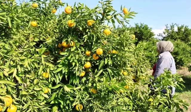 Mandalina tarlada tek haneye düştü, marketten 70 liraya alıyoruz