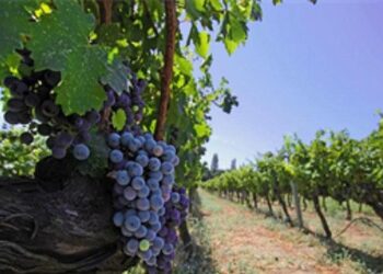 İzmir bağcılık mirasını koruyan Iter Vitis Rotası’na katıldı