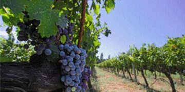 İzmir bağcılık mirasını koruyan Iter Vitis Rotası’na katıldı