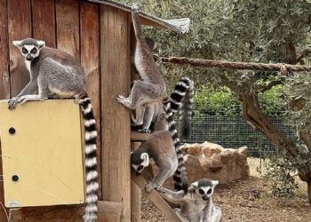 İzmir Doğal Yaşam Parkı’nda Davranış Zenginleştirme Atölyesi