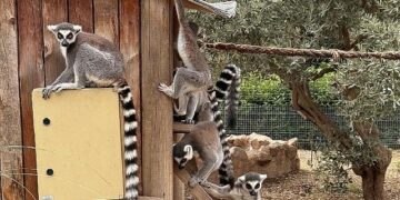 İzmir Doğal Yaşam Parkı’nda Davranış Zenginleştirme Atölyesi