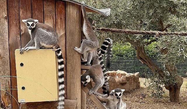 İzmir Doğal Yaşam Parkı’nda Davranış Zenginleştirme Atölyesi