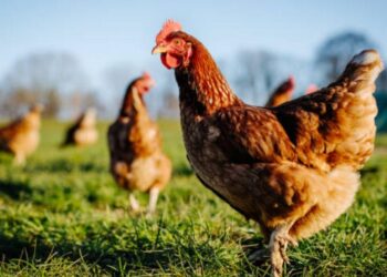 Kanatlılarda Vitamin Eksiklikleri ve Çözüm Önerileri