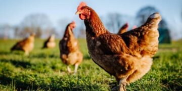 Kanatlılarda Vitamin Eksiklikleri ve Çözüm Önerileri