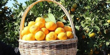 Satsuma mandalinanın ihracat yolculuğu 17 Ekim’de başlıyor