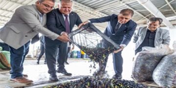 Sezonun ilk zeytinyağı Başkan Tugay’dan
