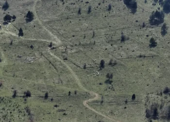 Kaybolan 30 Küçükbaş Hayvan Dronla Bulundu