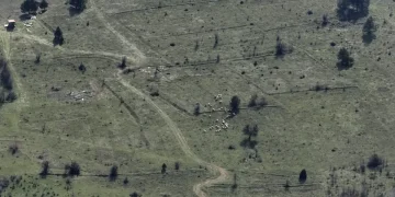 Kaybolan 30 Küçükbaş Hayvan Dronla Bulundu