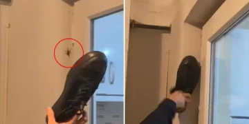 Duvardaki örümceğe ayakkabı ile vurdu, sonrasında olanlara inanamadı