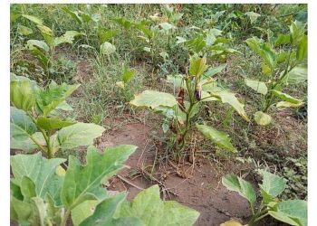 Efes Tarlası Yaşam Köyü’nde Elde Edilen Yerel Tohumlar Anadolu’nun Dört Bir Yanında Filizleniyor