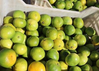 Ekim ayında mandalina ihracatında yüzde 144’lük rekor artış