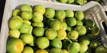 Ekim ayında mandalina ihracatında yüzde 144’lük rekor artış