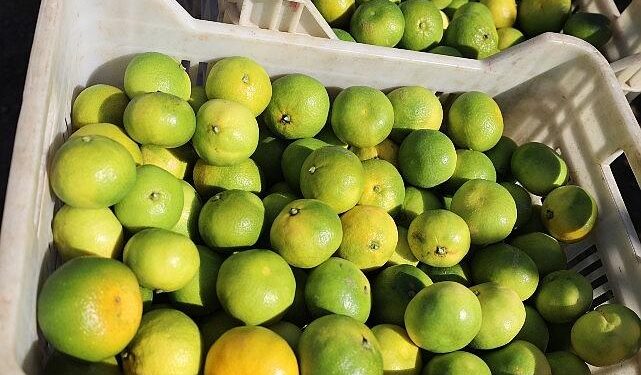 Ekim ayında mandalina ihracatında yüzde 144’lük rekor artış