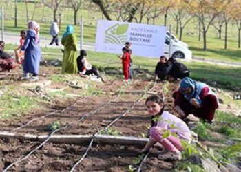 Mahalle bostanlarında kış dikimleri başladı
