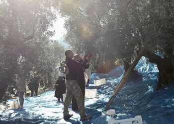 Mudanya’da Zeytin Hasadı sezonu başladı