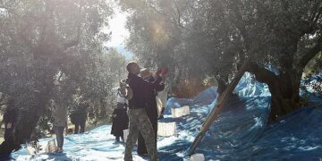 Mudanya’da Zeytin Hasadı sezonu başladı