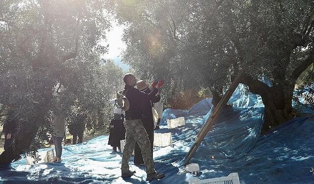 Mudanya’da Zeytin Hasadı sezonu başladı