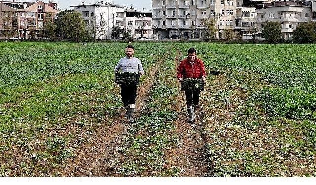 Osmangazi Belediyesi Doğal Üretimle Sofralara Sağlık Sunuyor