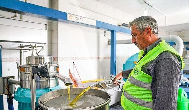 Seferihisar Belediyesi’nden örnek proje; Çocukların topladığı zeytinler sofralara bereket olacak