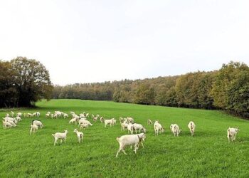 Süt otu desteği meraları berekete kavuşturdu