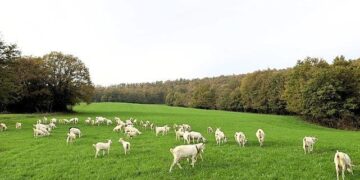 Süt otu desteği meraları berekete kavuşturdu