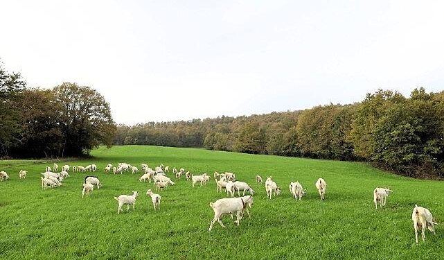 Süt otu desteği meraları berekete kavuşturdu