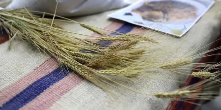 Bölgenin değeri: Ardahan Kavılcası