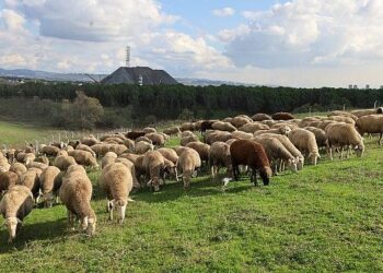 Damızlık koç desteği kuzulama oranlarında artış sağladı