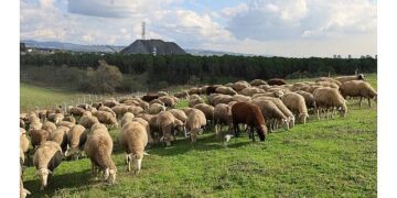 Damızlık koç desteği kuzulama oranlarında artış sağladı